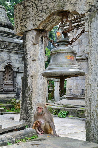 猴子在寺庙
