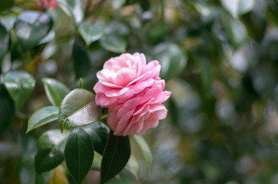 山茶花花