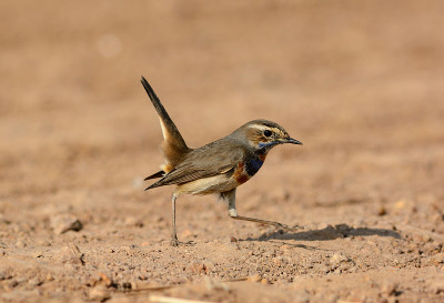 蓝喉男性(Luscinia svecica)