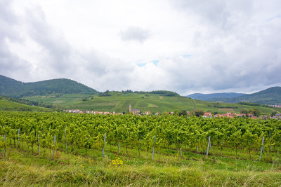 Weinstrasse