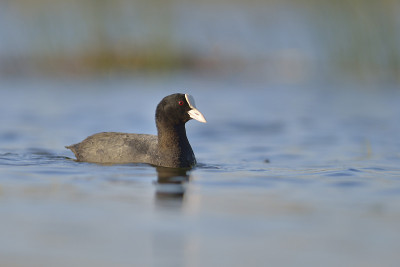 湖上的鸡(fulica atra)