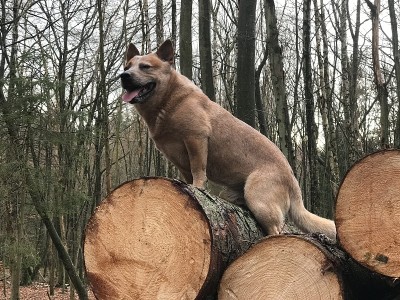 澳洲牧牛犬