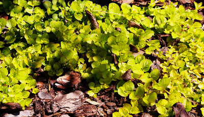 “黄金”Lysimachia nummularia