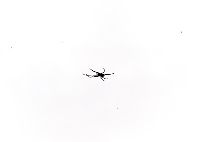 蜘蛛