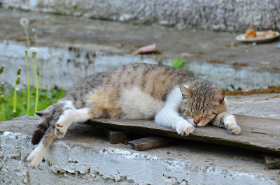猫在船上休息