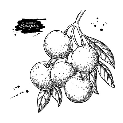 Longan branch vector drawing. Hand drawn tropical 