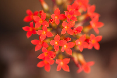 一束红花
