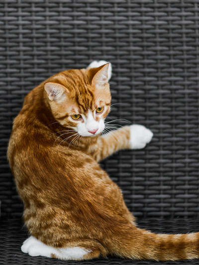 可爱的小红猫躺在长椅上