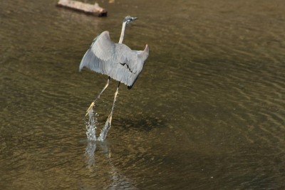 Blue Heron