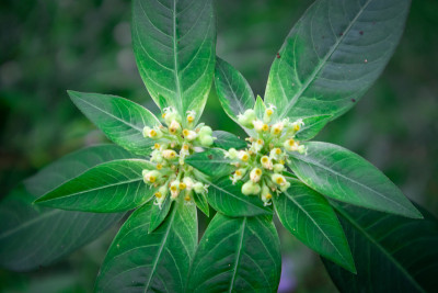 森林里的野花。微小的花。黄花带叶。