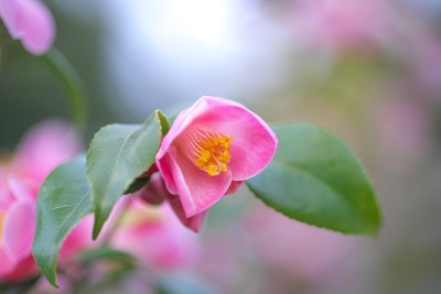 公园里的茶花展览