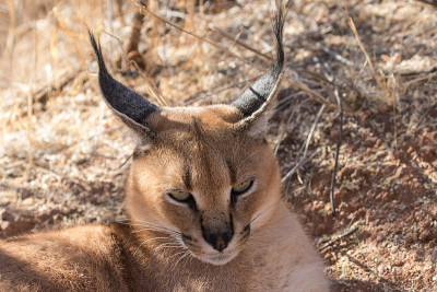 野猫或沙漠猞猁
