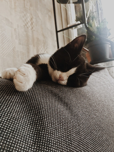 房间里，一只白色项圈的黑猫躺在灰色沙发的边缘上。