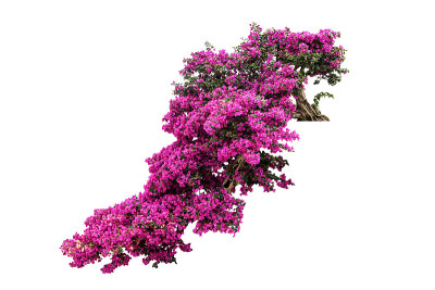 九重葛花孤立树与修剪路径
