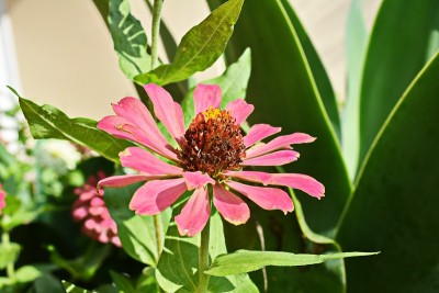 美丽的zinnia花