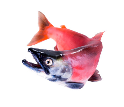科卡尼鲑鱼(Oncorhynchus nerka)产卵时的颜色