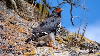 Carunculated caracara
