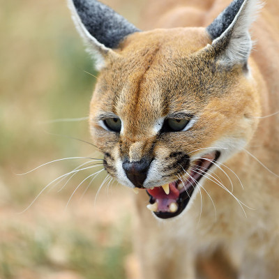 纳米比亚的野猫肖像