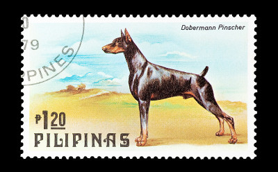 杜宾犬
