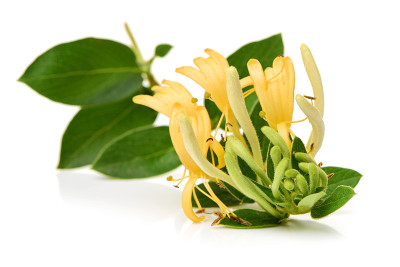 开花黄白金银花(英国人)。