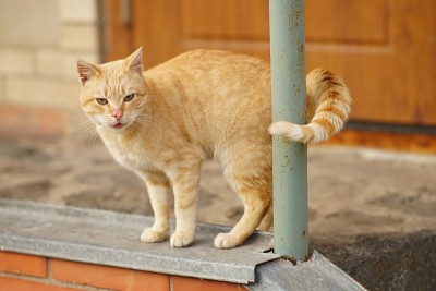 红猫站在房子的台阶上。