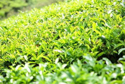 鲜绿茶种植园