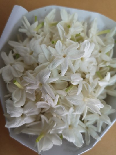 茉莉花白花美丽的花束在塑料背景上