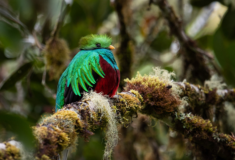 哥斯达黎加的Quetzal