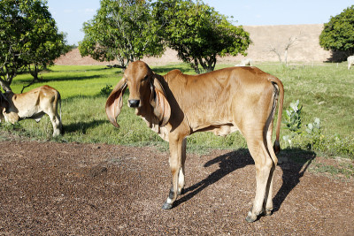 牛肉cattleHindu巴西