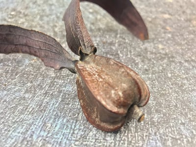 Dipterocarpus intricatusi，有翼种子