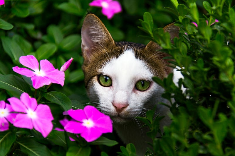 家猫，草，白色，户外，小猫