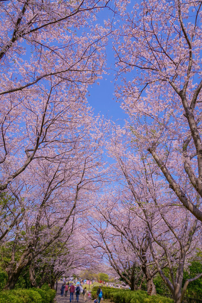 樱花盛开的本目峰公园(横滨)
