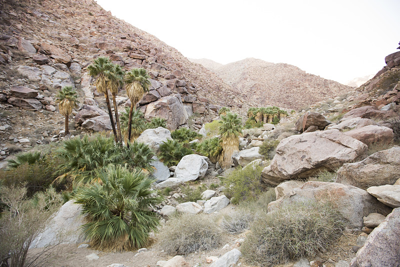 Anza-Borrego