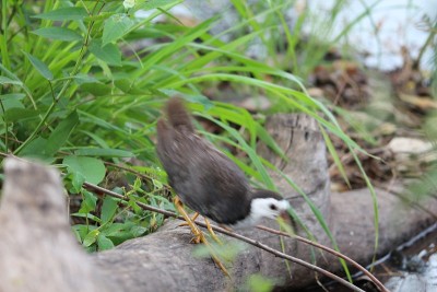 白色襟Waterhen