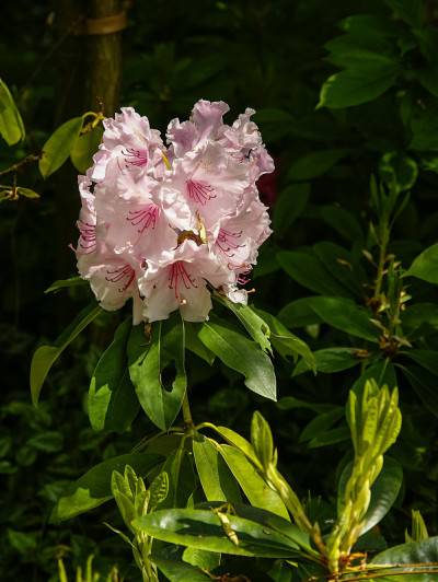 春天的鲜花，吉威尼，法国