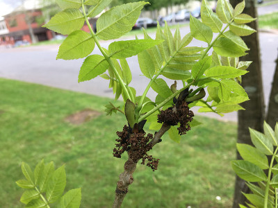 白蜡(Fraxinus excelsior)树- 2018年5月