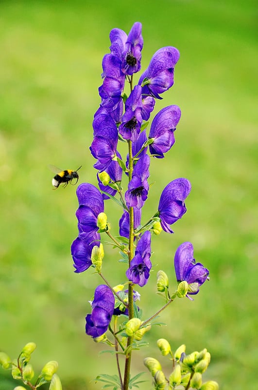 花在山与蜜蜂