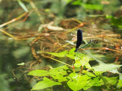 蜻蜓