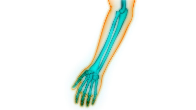 人体骨骼系统手骨关节解剖学