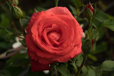 玫瑰花蕾