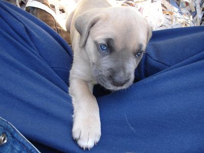 幼犬