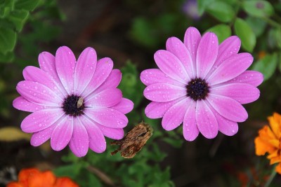 紫雏菊花