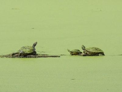佛罗里达湿地中的一根原木上栖息着红腹库特(pseudodemys rubriventris)