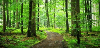 德国赫福德，一条穿过绿油油、雾气蒙蒙的山毛榉森林的小路