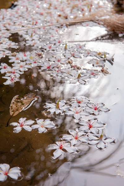 白花浮水，花底(桐花)