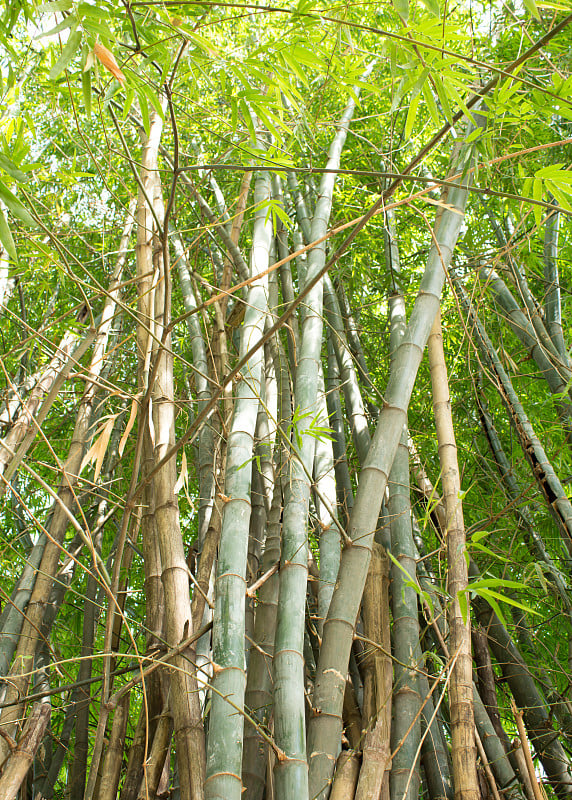 竹林