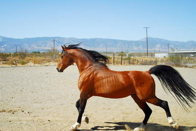 Stallion-2