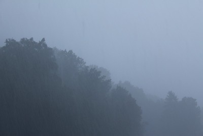 多雾的森林在下雨的天气条件下
