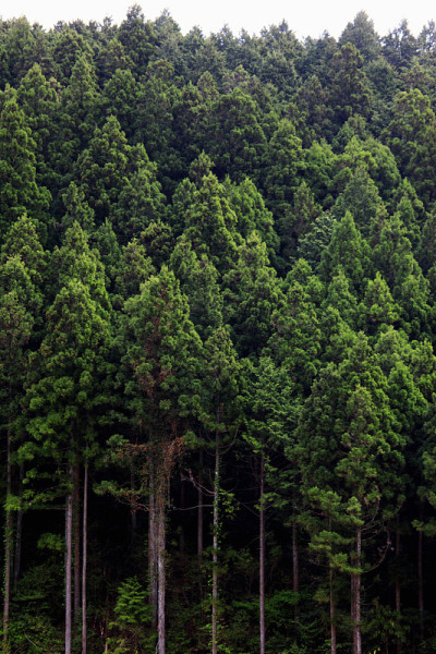 高野山