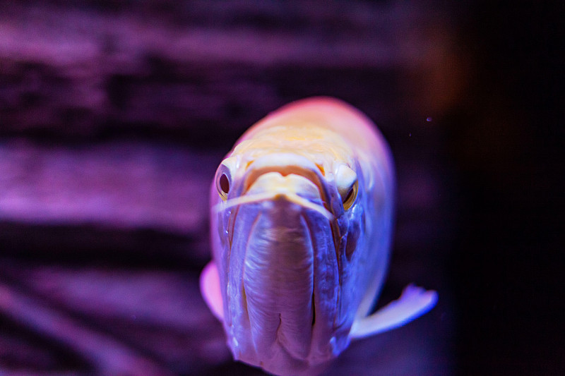 白化银龙鱼在近距离观看水族馆